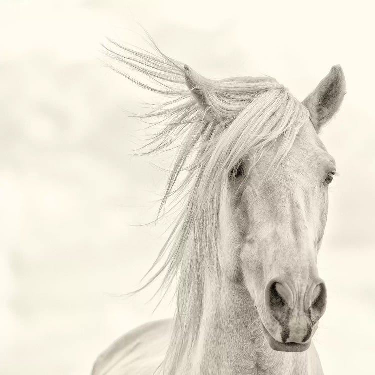 Wind Blown Mane I by PHBurchett wall art
