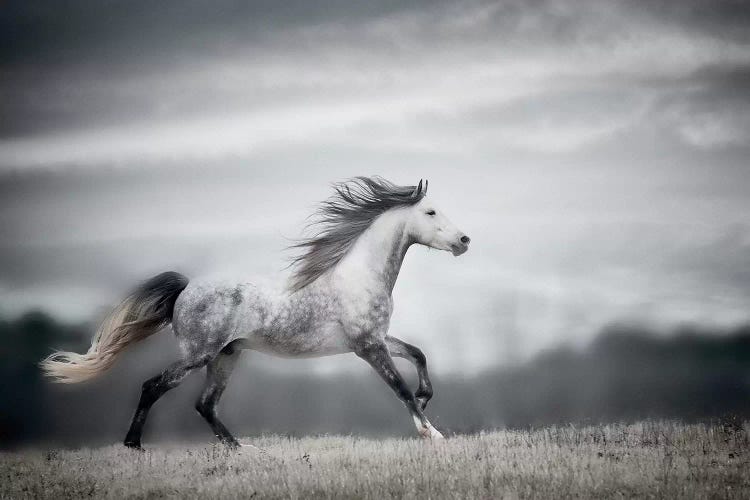 Wind Blown Mane II by PH Burchett wall art