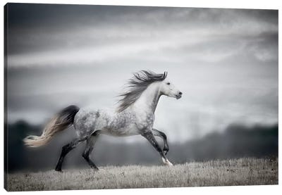 Wind Blown Mane II Canvas Art Print - Country Scenic Photography