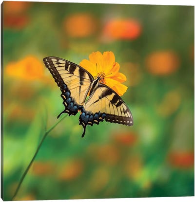 Butterfly Portrait I Canvas Art Print
