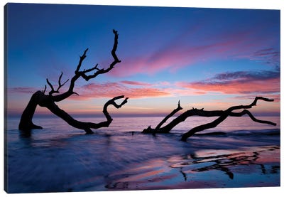 Driftwood Beach Canvas Art Print - Beach Sunrise & Sunset Art