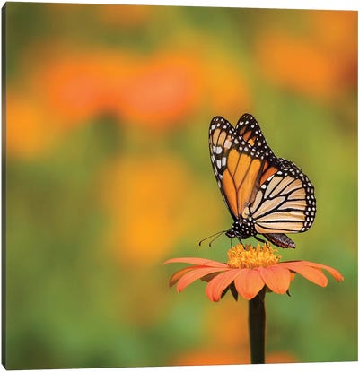 Butterfly Portrait IV Canvas Art Print