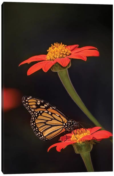 Butterfly Portrait X Canvas Art Print - Monarch Butterflies