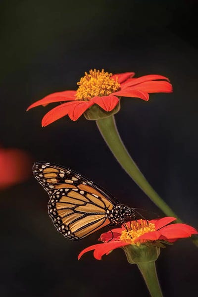 Wildflowers: Butterfly Portrait X by PH Burchett