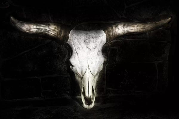 Farm Animals: Cow Skull by PH Burchett