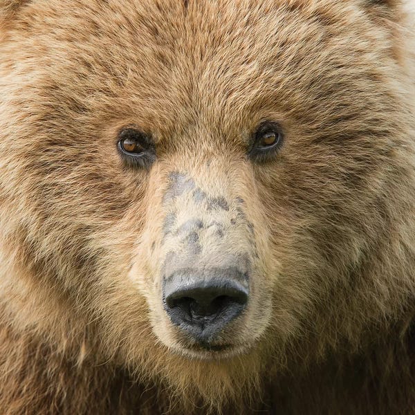 Brown Bears: Bear Life I by PH Burchett