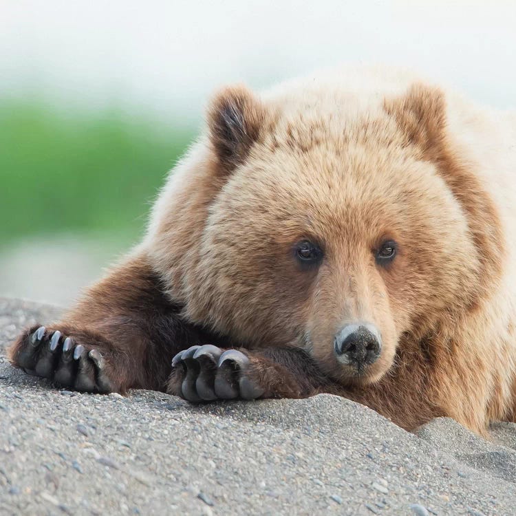 Bear Life IV by PHBurchett wall art
