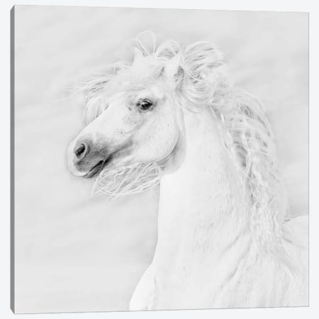 B&W Horses III Canvas Print #PHB4} by PHBurchett Canvas Art Print