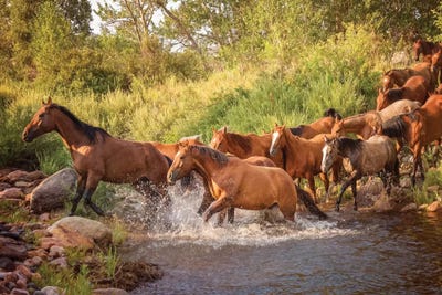 River Horses II by PH Burchett canvas print