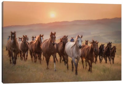 Sunkissed Horses II Canvas Art Print - Field, Grassland & Meadow Art