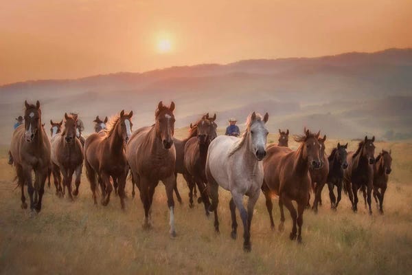 Farm Animals: Sunkissed Horses II by PH Burchett