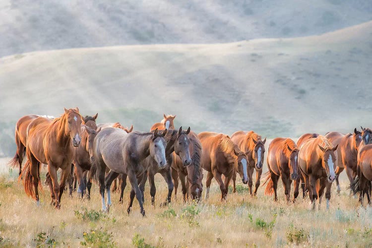 Sunkissed Horses III