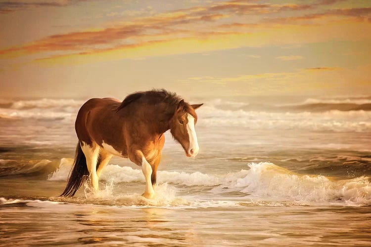 Sunkissed Horses V by PHBurchett wall art
