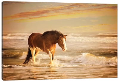Sunkissed Horses V Canvas Art Print - Horse Art