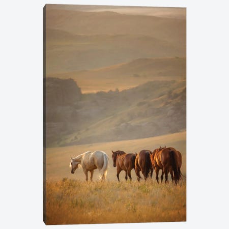 Sunkissed Horses VI Canvas Print #PHB61} by PHBurchett Canvas Artwork