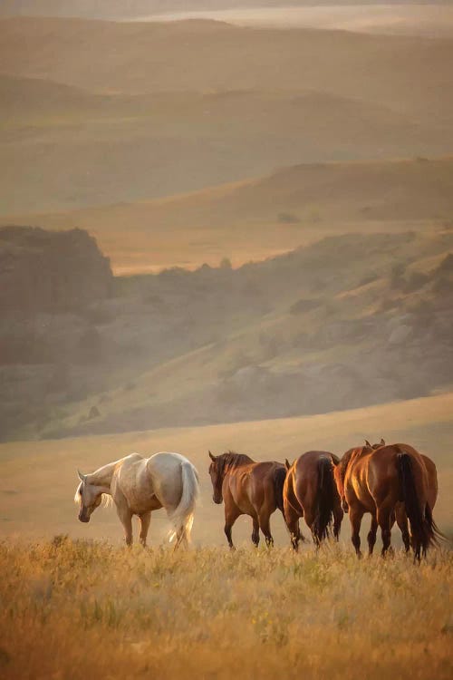 Sunkissed Horses VI