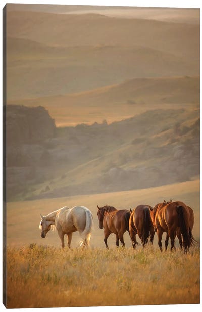Sunkissed Horses VI Canvas Art Print