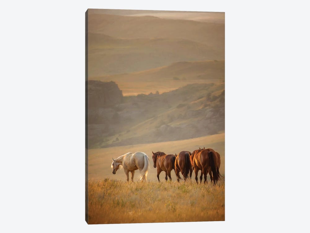 Sunkissed Horses VI by PHBurchett 1-piece Canvas Art Print