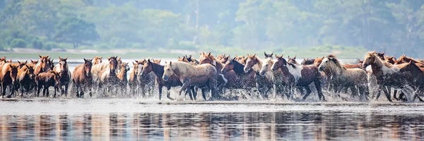 Horses: Water Horses II by PH Burchett