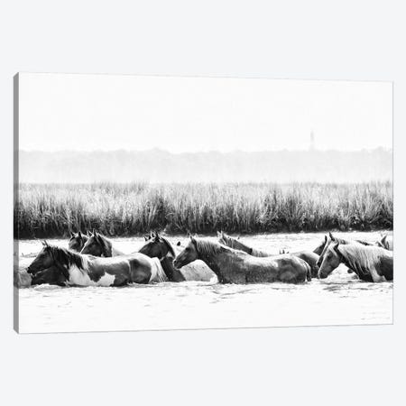 Water Horses III Canvas Print #PHB64} by PHBurchett Canvas Print
