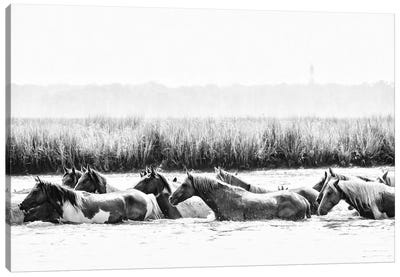 Water Horses III Canvas Art Print - River, Creek & Stream Art