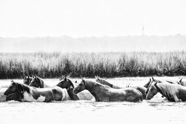 Black & White Scenic Art: Water Horses III by PH Burchett
