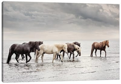 Water Horses IV Canvas Art Print