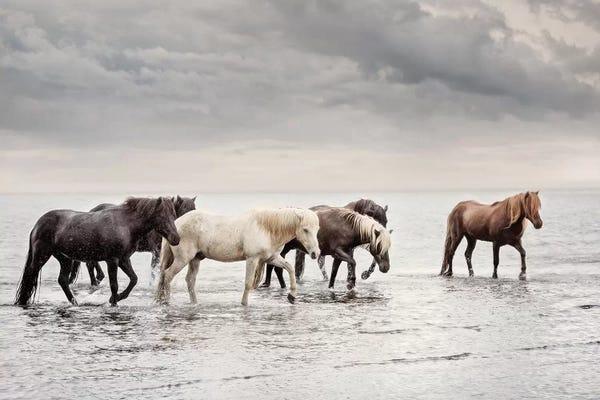 Farm Animals: Water Horses IV by PH Burchett
