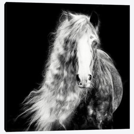 Black and White Horse Portrait I Canvas Print #PHB72} by PHBurchett Canvas Art Print