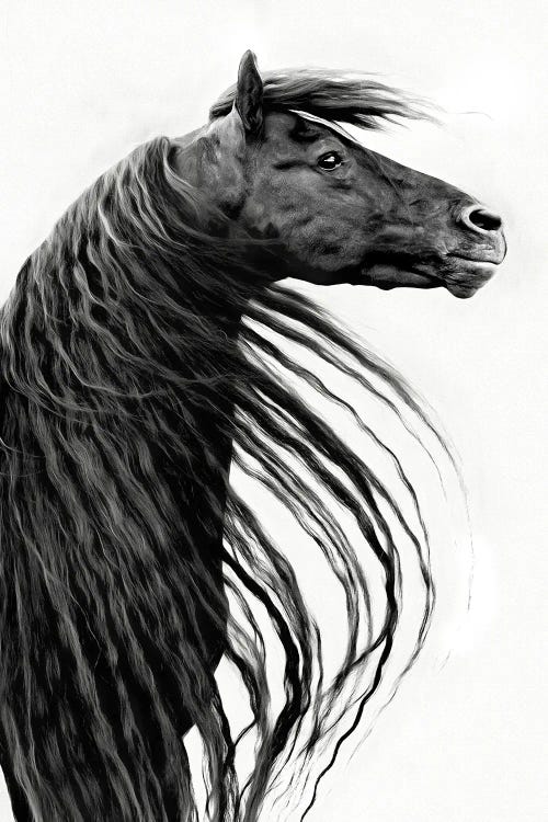 Black and White Horse Portrait II