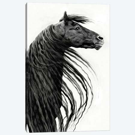 Black and White Horse Portrait II Canvas Print #PHB73} by PHBurchett Canvas Print
