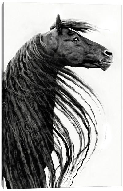 Black and White Horse Portrait II Canvas Art Print