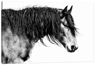 Black and White Horse Portrait III Canvas Art Print - Horse Art