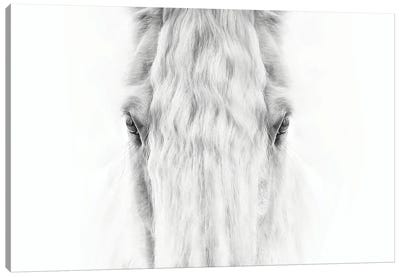 Black and White Horse Portrait IV Canvas Art Print
