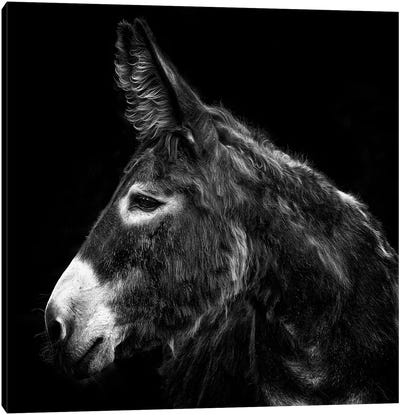 Donkey Portrait I Canvas Art Print