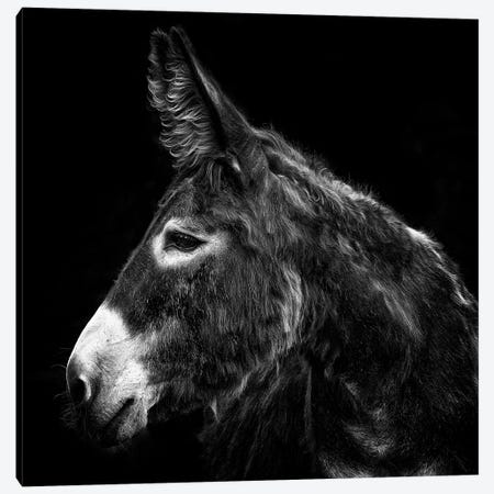 Donkey Portrait I Canvas Print #PHB76} by PHBurchett Canvas Art