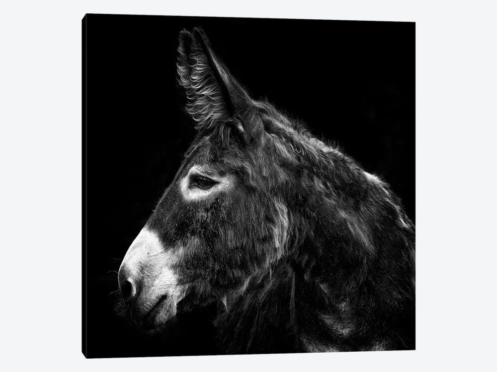 Donkey Portrait I by PHBurchett 1-piece Canvas Print