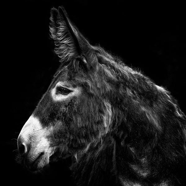 Donkeys: Donkey Portrait I by PH Burchett