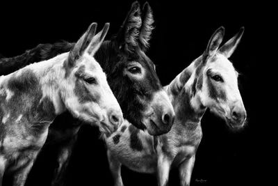 Donkey Portrait II by PH Burchett acrylic art print