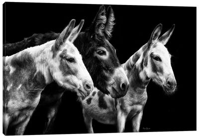 Donkey Portrait II Canvas Art Print - Donkey Art