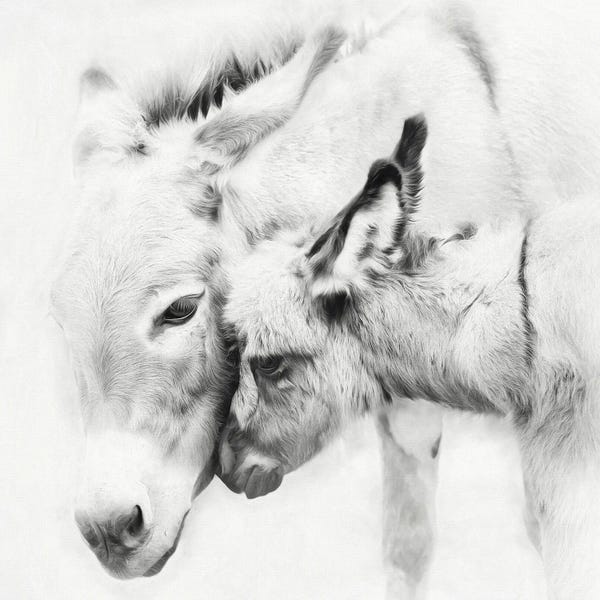 Donkeys: Donkey Portrait III by PH Burchett