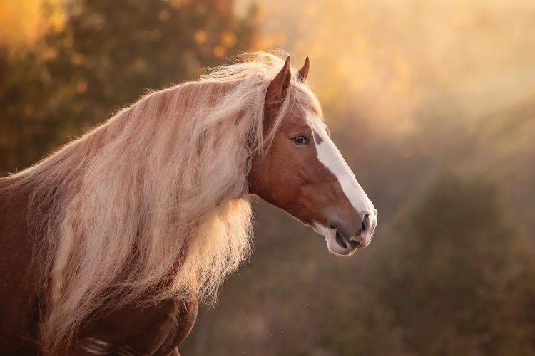 Golden Lit Horse V