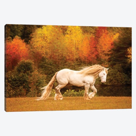 Golden Lit Horse VI Canvas Print #PHB85} by PHBurchett Canvas Print