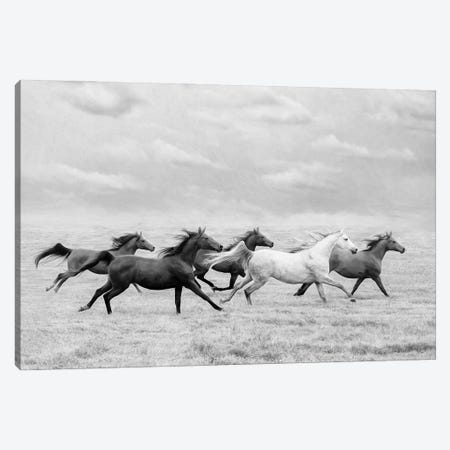 Horse Run I Canvas Print #PHB88} by PHBurchett Canvas Art
