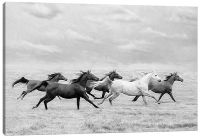 Horse Run I Canvas Art Print - Black & White Animal Art