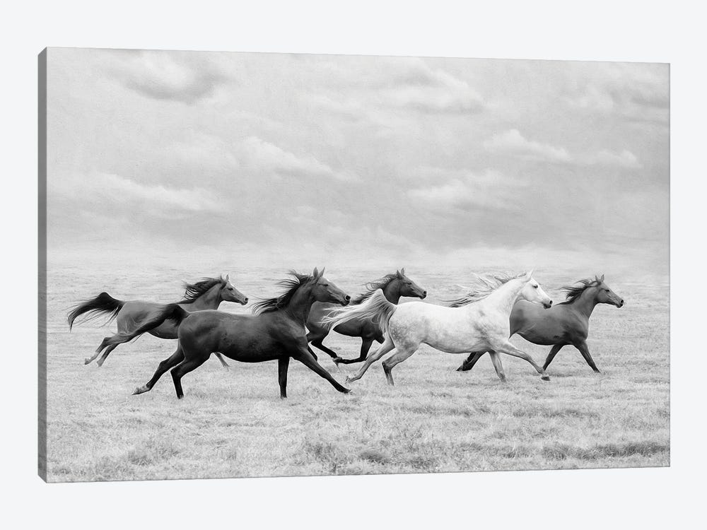 Horse Run I by PHBurchett 1-piece Canvas Art