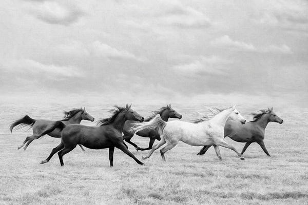 Black & White Scenic Art: Horse Run I by PH Burchett