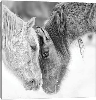 B&W Horses VII Canvas Art Print - Black & White Animal Art