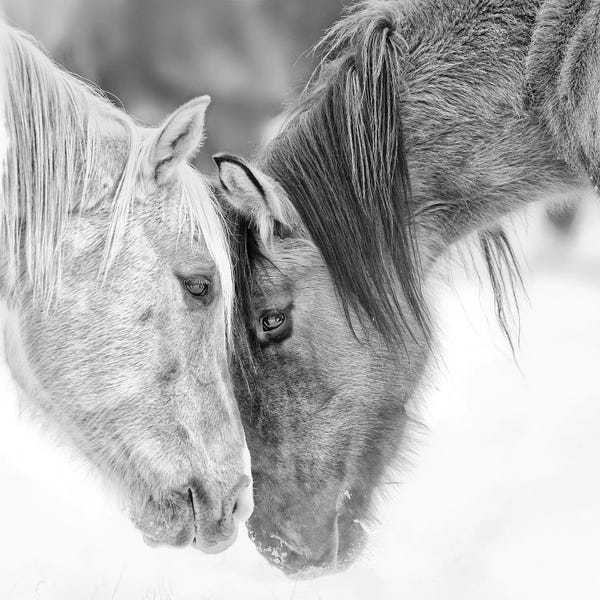 Black & White Animal Art: B&W Horses VII by PH Burchett