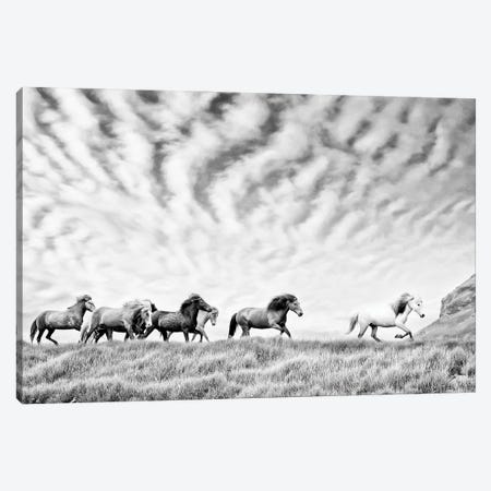 Horse Run III Canvas Print #PHB90} by PHBurchett Canvas Art Print